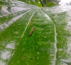 Ichthyobelus bellicosus