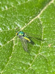 Condylostylus comatus