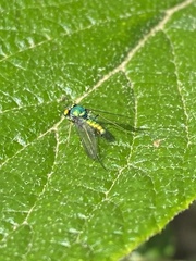 Condylostylus comatus