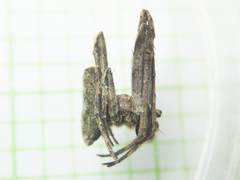 Cyphalonotus