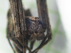 Cyphalonotus