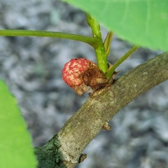 Phylloxera spinosa