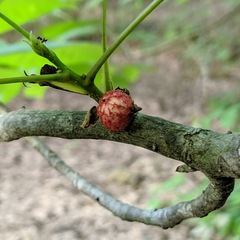 Phylloxera spinosa