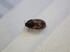 Reesa vespulae