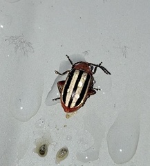 Disonycha leptolineata