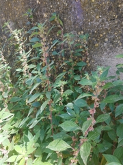 Parietaria officinalis