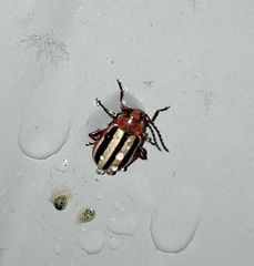 Disonycha leptolineata