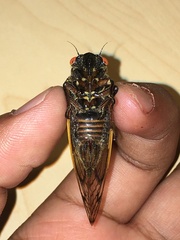 Magicicada septendecula
