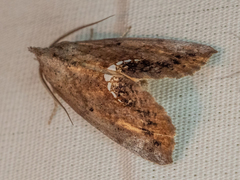 Hypsoropha hormos