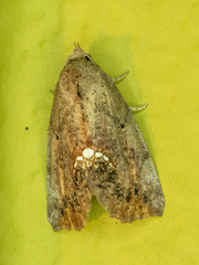 Hypsoropha hormos