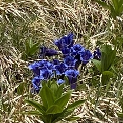Gentiana acaulis