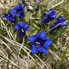 Gentiana acaulis