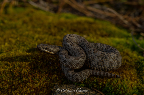 Mexican Smallhead Rattlesnake