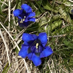 Gentiana acaulis