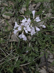 Cardamine trifida