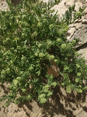 Lepidium didymum