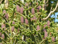 Abies cilicica