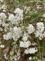 Eriogonum fasciculatum foliolosum
