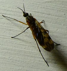 Anisopodidae