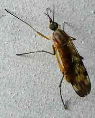Anisopodidae