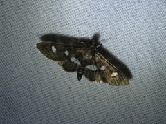 Desmia subdivisalis