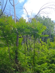 Ailanthus altissima