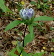 Gentiana decora