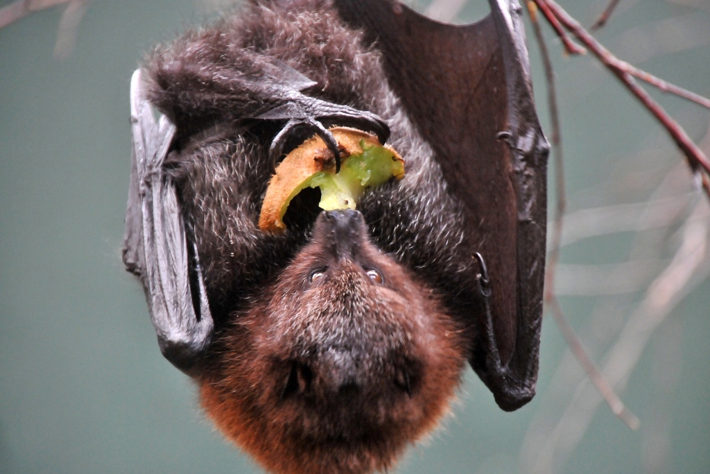 zorro volador de la isla