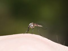 Aedes provocans