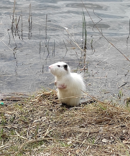 ヌートリア