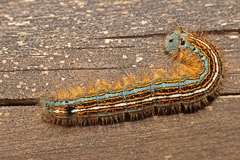 Malacosoma neustria