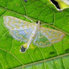 Leucochroma corope