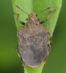 Amaurochrous cinctipes