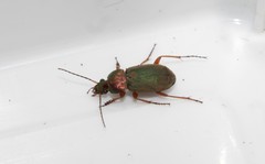 Chlaenius nigricornis