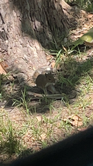 Sciurus carolinensis