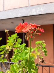 Pelargonium × hybridum