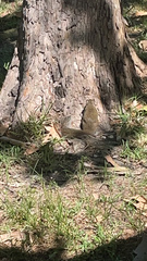 Sciurus carolinensis
