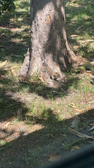 Sciurus carolinensis