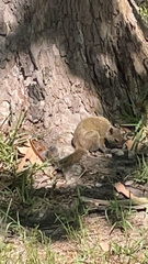Sciurus carolinensis