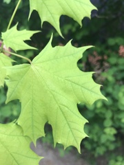 Acer platanoides