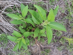 Pluchea carolinensis