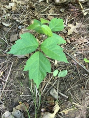 Toxicodendron radicans