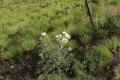 Berkheya cirsiifolia