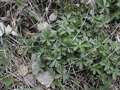 Potentilla intermedia