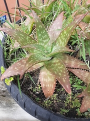 Aloe vera