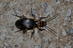 Pheropsophus javanus