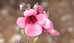 Diascia integerrima