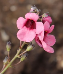 Diascia integerrima