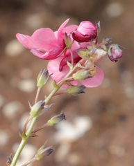 Diascia integerrima