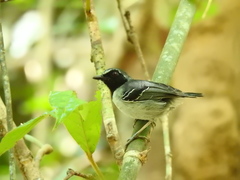 Myrmoborus myotherinus